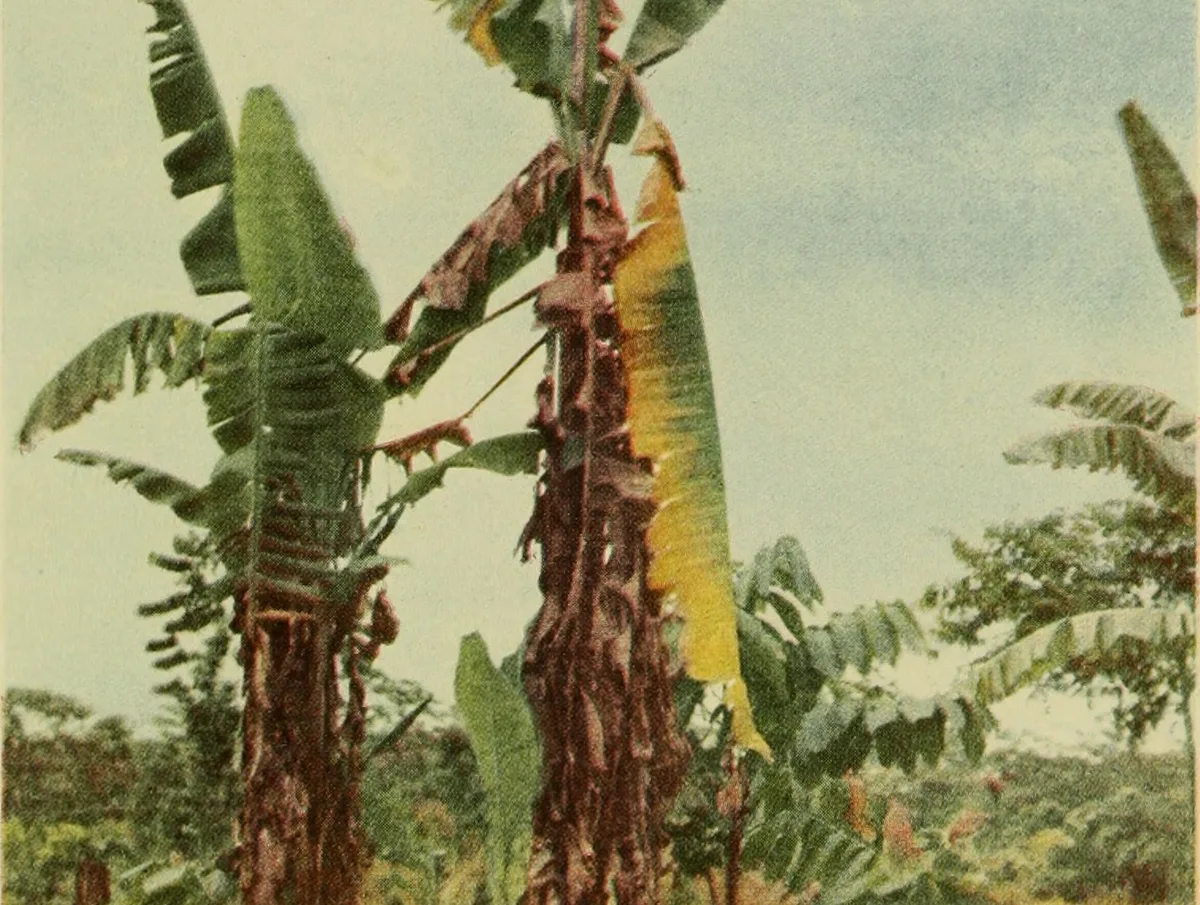 Hand-colored 1919 photograph of a Gros Michel banana plant in Costa Rica killed by Panama disease, its leaves collapsed brown against the stem