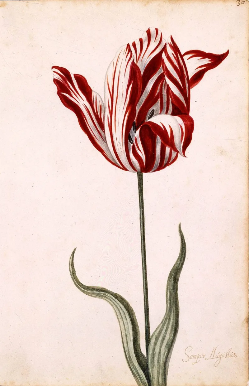 17th-century gouache of a single Semper Augustus tulip: white petals with bold red flames on a slender stem with two grey-green leaves, the name written in ink at the bottom right
